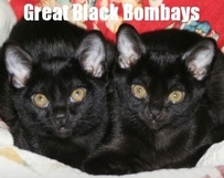 Great Black Bombays